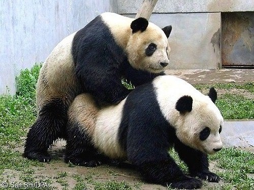 pandafuck.jpg