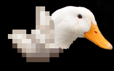 quack.png