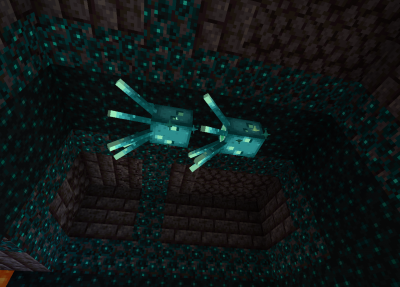 These squids swim on top